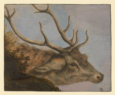 Cabeza de ciervo de Albrecht Dürer