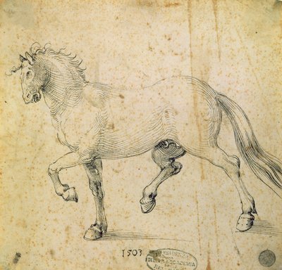 Caballo, 1503 de Albrecht Dürer