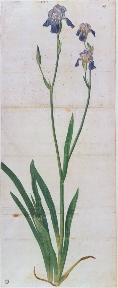 Iris germanica, ca 1503 de Albrecht Dürer