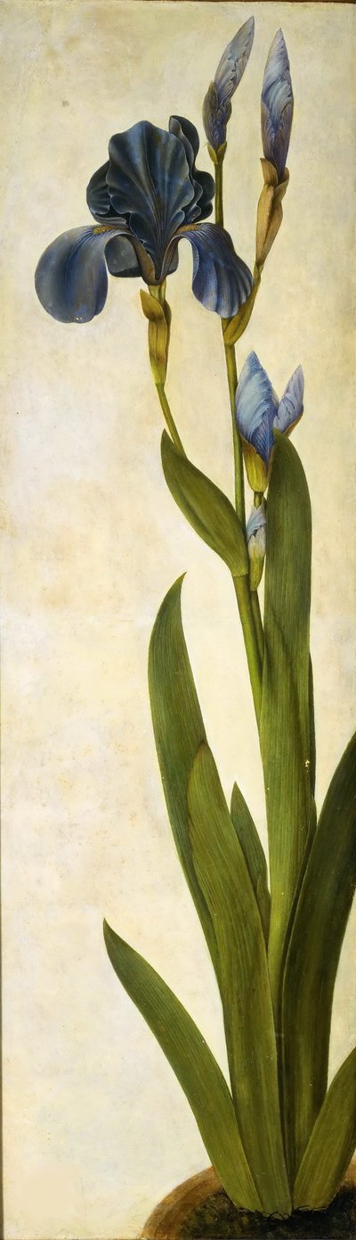 Iris troiana, ca 1505-1508 de Albrecht Dürer