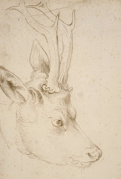 Cabeza de un corzo. Alrededor de 1503 de Albrecht Dürer