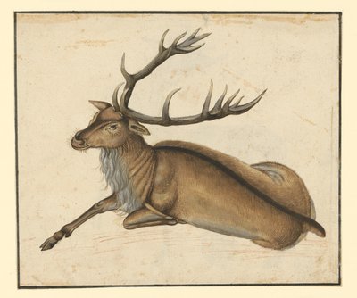  de Albrecht Dürer