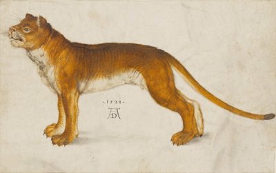 Leona, 1521 de Albrecht Dürer