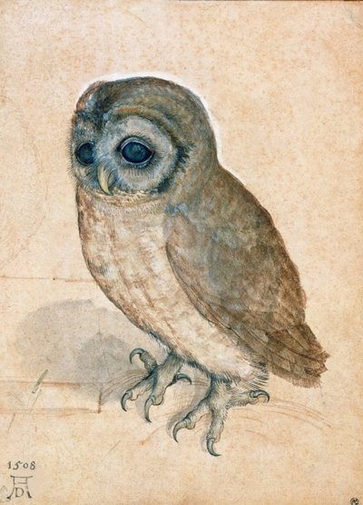 Pequeño búho, 1508 de Albrecht Dürer