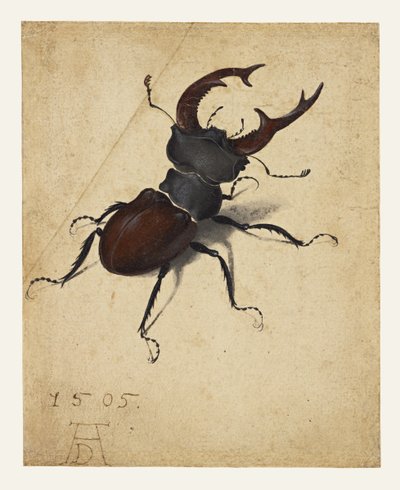  de Albrecht Dürer
