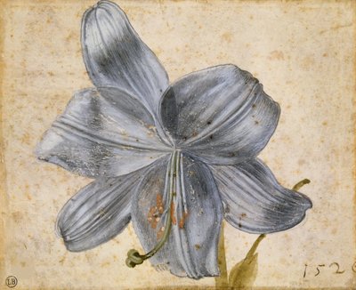 Estudio de un lirio, 1526 de Albrecht Dürer