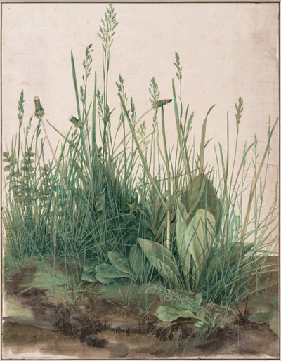 El gran trozo de césped, 1503 de Albrecht Dürer