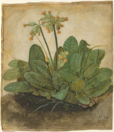 Mata de prímulas de Albrecht Dürer