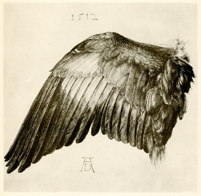 Ala de un carraca azul de Albrecht Dürer