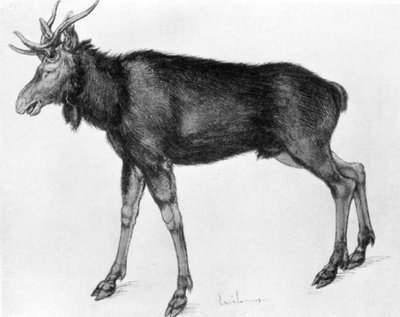 Joven Alce Escandinavo con Astas Inmaduras de Albrecht Dürer