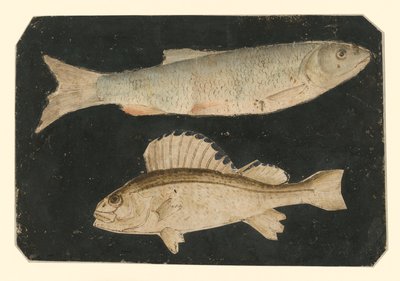  de Albrecht Dürer