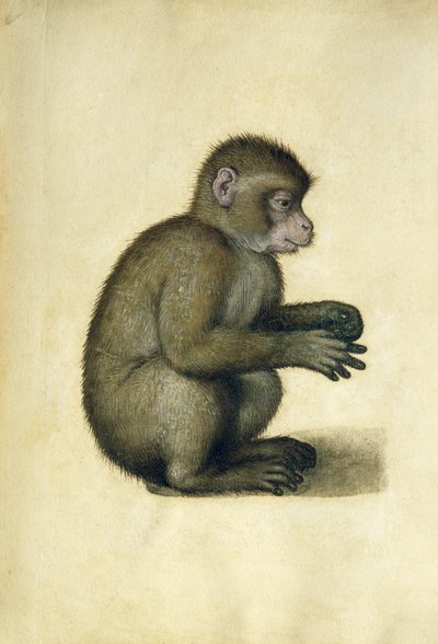 Un mono de Albrecht Dürer