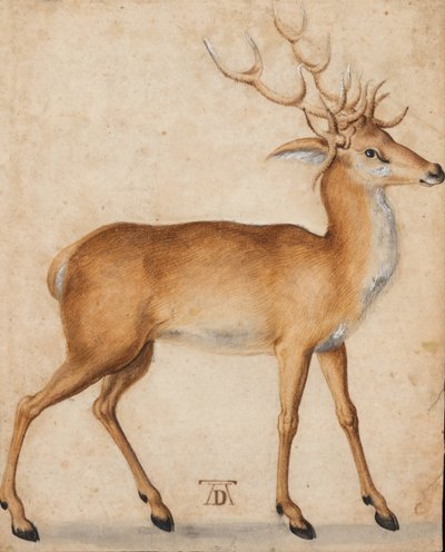Un ciervo de Albrecht Dürer