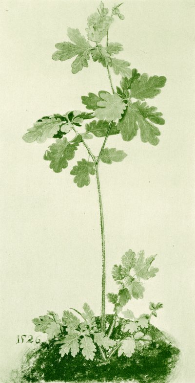 Celandina de Albrecht Dürer