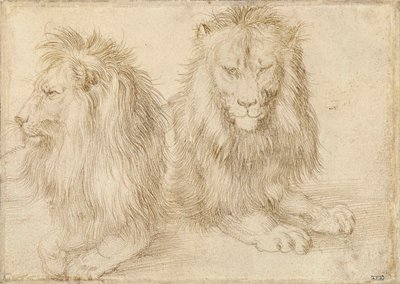 Dos leones sentados - Dibujo de Albrecht Durer (1471-1528) de Albrecht Dürer