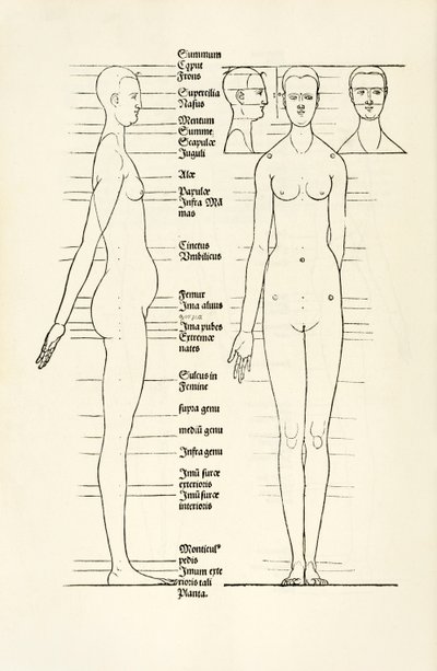 Madera anatómica femenina de 