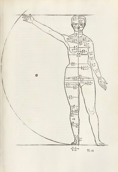 Talla anatómica femenina de 