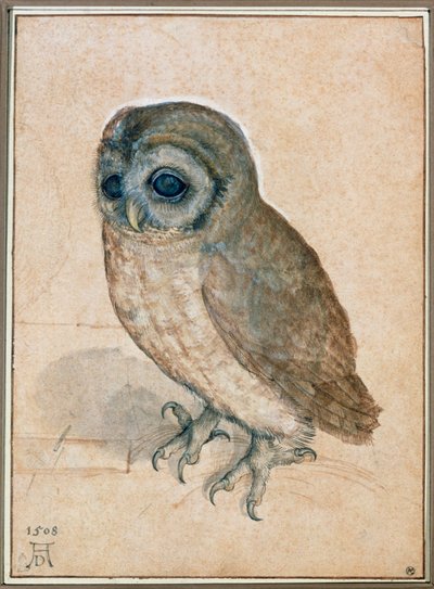 Kaeuzchen - El pequeño búho de Albrecht Dürer or Duerer