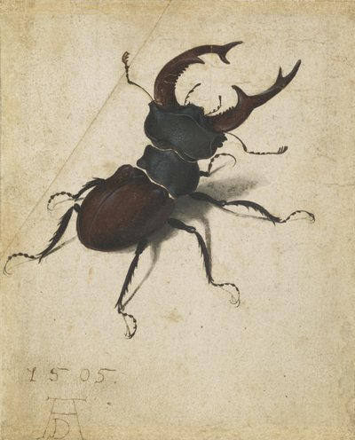 Escarabajo ciervo de Albrecht Dürer