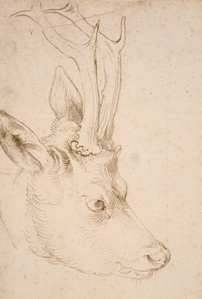 Tete de chevreuil male - Dessin de Albrecht Durer (1471-1528), vers 1503 - Cabeza de corzo - Lápiz y pincel, tinta gris y marrón sobre papel de Albrecht Durer (1471-1528), ca1503 - 22,8x15,3 cm - Museo de Arte Nelson-Atkins, Kansas City, Misuri de Albrecht Dürer