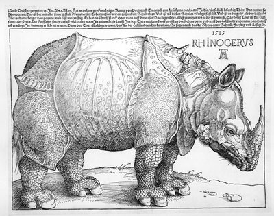 El rinoceronte de Albrecht Dürer