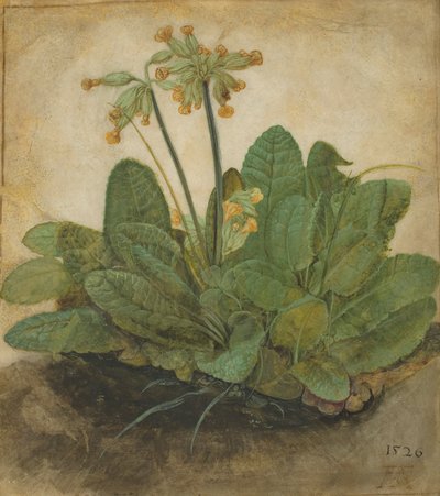 Mata de prímulas, 1526 de Albrecht Dürer