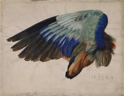 Ala de un Carraca Europea de Albrecht Dürer