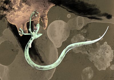 Monstruos y criaturas fantásticas, criptozoología: representación de un Tatzelworm (o gusano a patas o arassas) Dibujo de Alessandro Lonati, 2012 de Alessandro Lonati