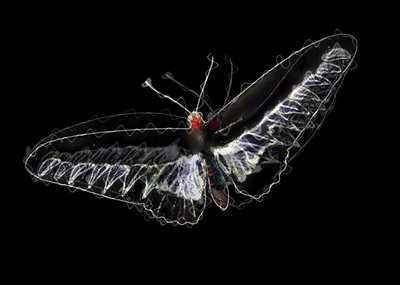 Mariposa Negra, 2020 de Alex Caminker