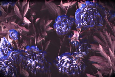 Notas azules, 2019 de Alex Caminker