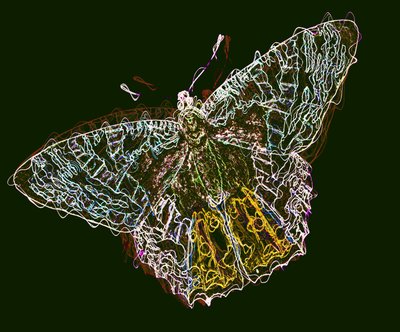 Mariposa 6, 2020 de Alex Caminker