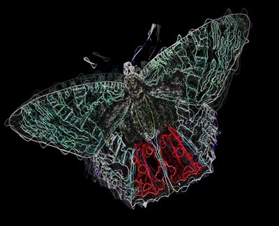 Mariposa V de Alex Caminker