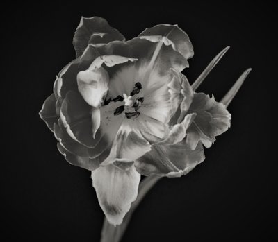 Geometría de la flor, 2019 de Alex Caminker