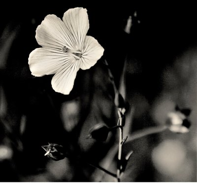 Estrella viviente de Alex Caminker