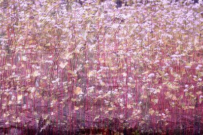 Alfombra natural de Alex Caminker