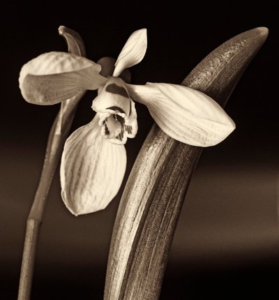 Composición de la naturaleza de Alex Caminker