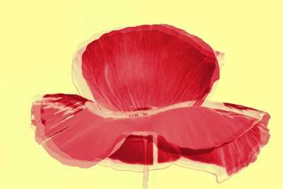 Tulipán rojo, 2019 de Alex Caminker