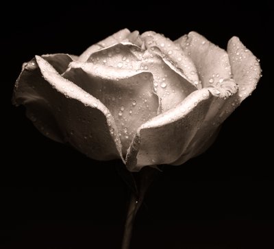 Rosa de Alex Caminker