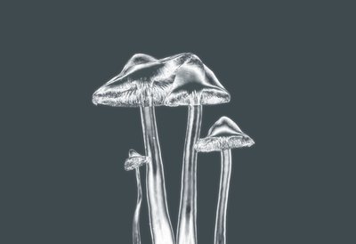 Hongos Plateados, 2019 de Alex Caminker