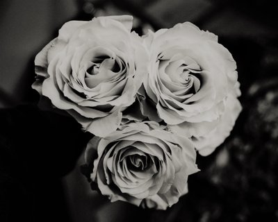 Tres rosas de Alex Caminker