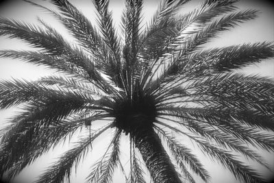 Tronco de árbol y hojas, 2019 de Alex Caminker