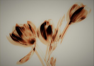 Tulipanes, 2019 de Alex Caminker