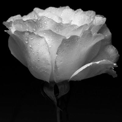 Flor blanca y agua, 2019 de Alex Caminker