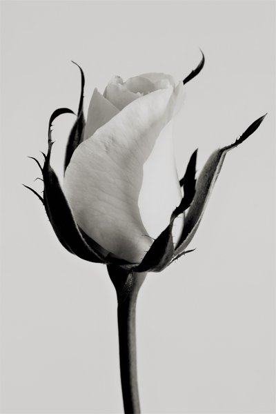 Rosa blanca, 2019 de Alex Caminker