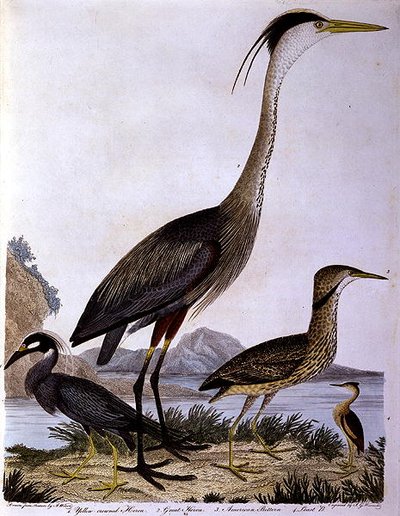 Garzas, grabado por I. G. Marnicke de Alexander (after) Wilson