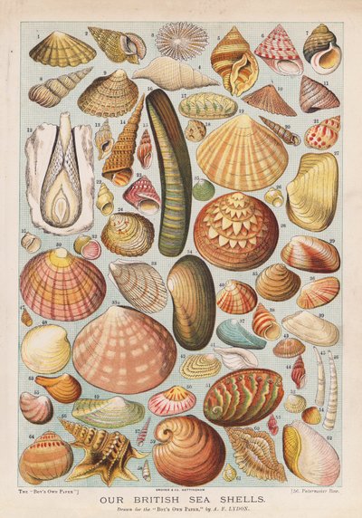 Conchas marinas británicas (chromolitho) de Alexander Francis (after) Lydon
