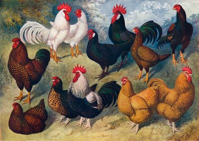 Razas de aves de corral, c1903 c1910 de Alexander Francis Lydon