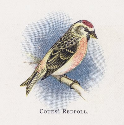 El Pardillo de Coues de Alexander Francis Lydon