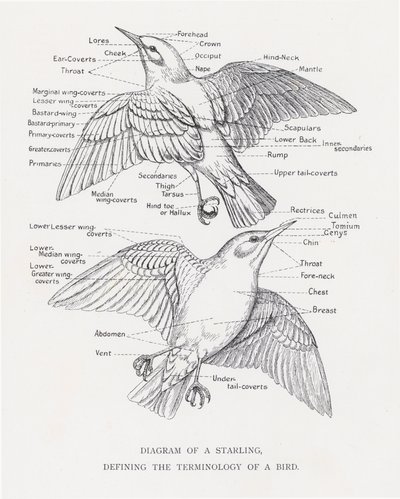 Diagrama de un estornino, definiendo la terminología de un pájaro de Alexander Francis Lydon