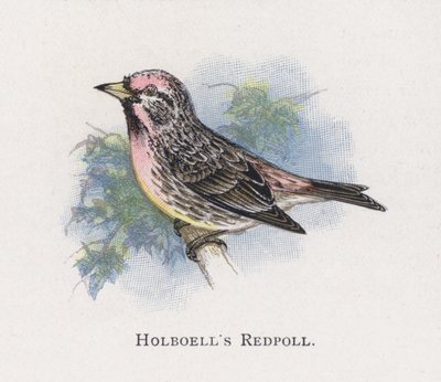 El Pardillo de Holboell de Alexander Francis Lydon